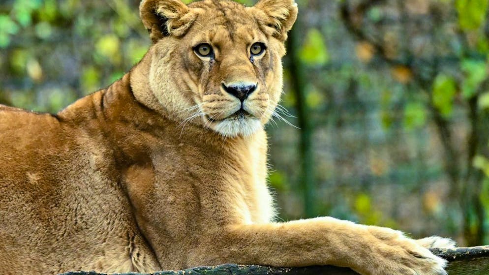 ARCHIV - Eine Löwin liegt in ihrem Gehege im Zoo von Eberswalde. Wegen ausbleibender Finanzierung muss das Kamo Wildlife Sanctuary in Neuseeland schließen. Zwei Löwen wurden bereits eingeschläfert, die übrigen fünf könnten in den kommenden Tagen folgen. Foto: Patrick Pleul/dpa/Archivbild