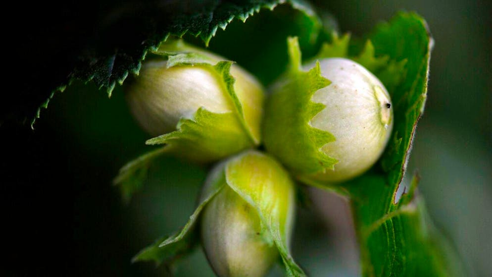 L'Autorité turque de la concurrence a annoncé que "Ferrero devra acheter au moins 30'000 tonnes de noisettes en coque entre septembre et décembre 2025" aux producteurs turcs (archives).
