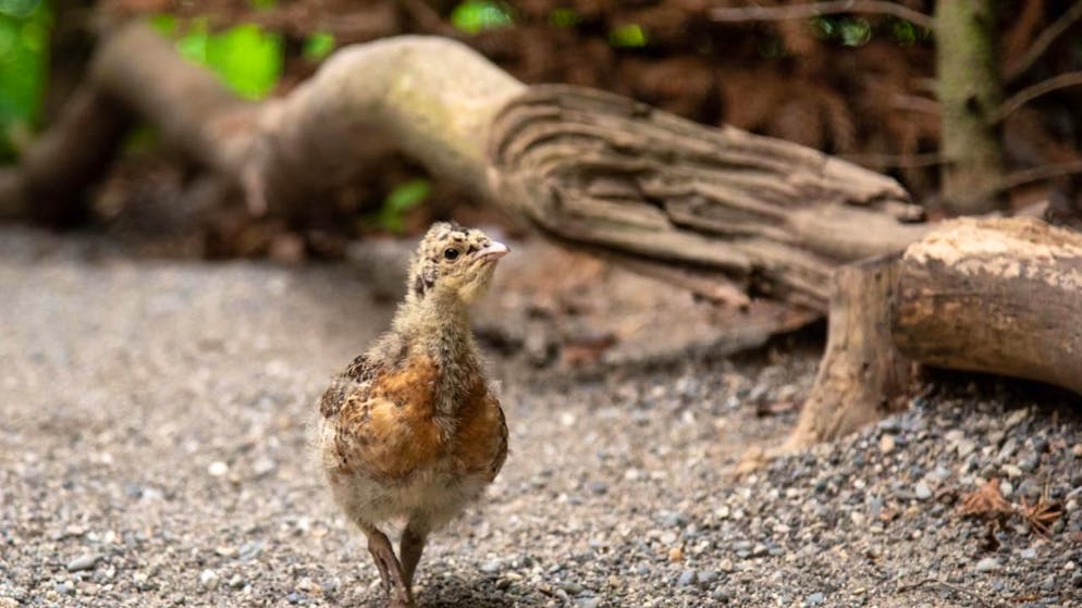 Sieben junge Auerhühner aus dem Tierpark Bern sollen die Auerhuhn-Population im Wald des Thüringer Schiefergebirges stärken.