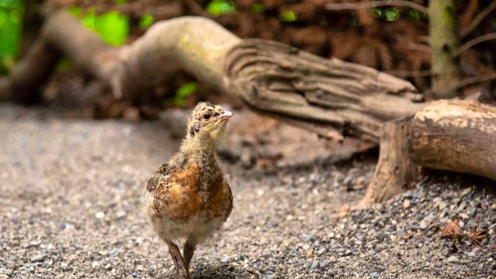 Seven young capercaillies from Bern Zoo are to strengthen the capercaillie population in the forest of the Thuringian Slate Mountains.