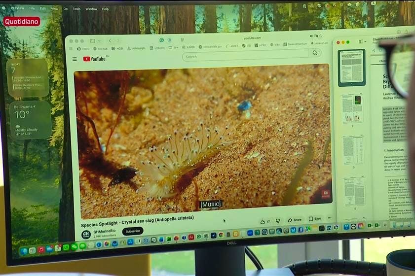 News. Lumaca utile contro cancro