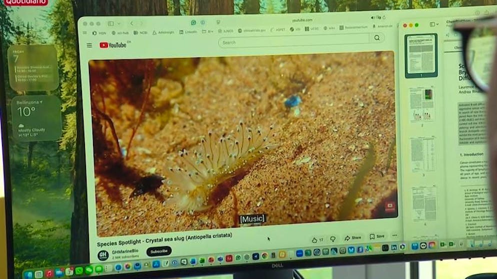 Scoperta in parte ticinese. Una lumaca irlandese potrebbe aiutare contro il cancro