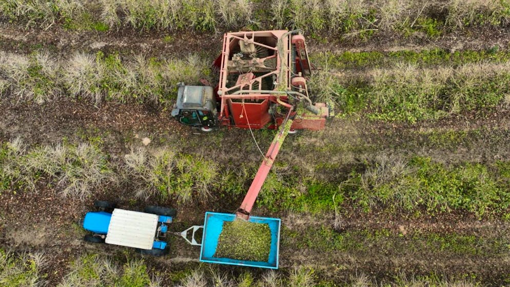 Laut Illy-Chef Andrea Illy muss mehr auf regenerative Anbaumethoden gesetzt werden: Arbeiter ernten Kaffeekirschen auf einer Farm in Brasilien. (Archivbild)