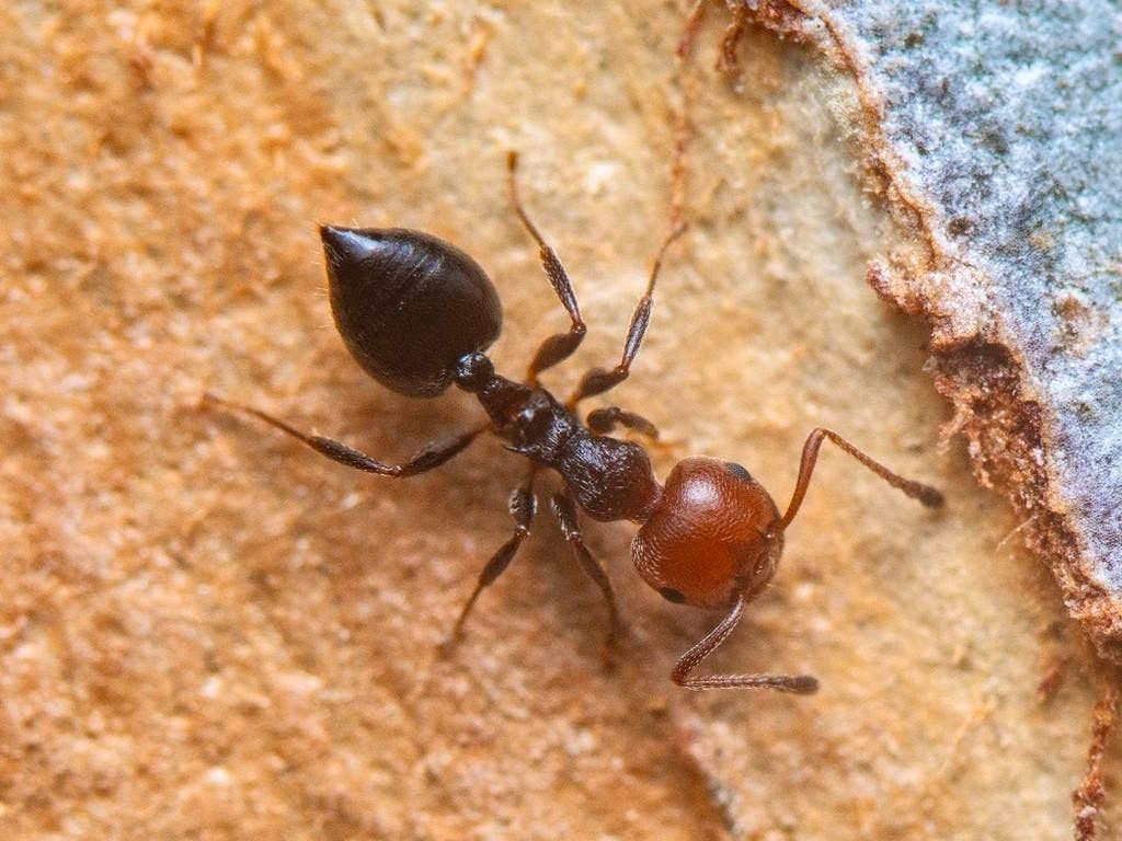 Lifestyle. Le formiche che amputano per salvare: un esempio sorprendente di medicina naturale