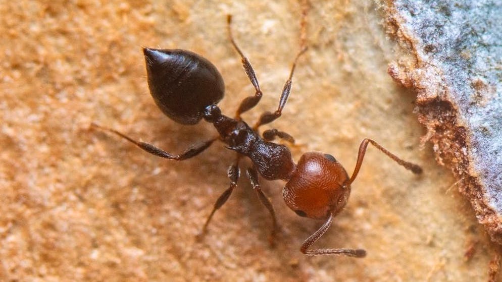 Amputano per salvare. Le formiche, un esempio sorprendente di medicina naturale