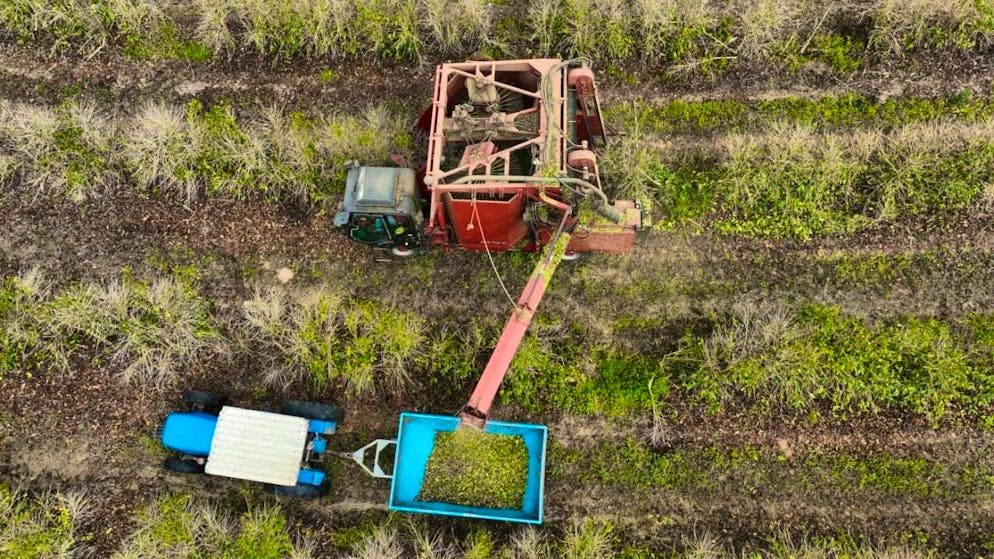According to Illy boss Andrea Illy, more emphasis must be placed on regenerative cultivation methods: Workers harvest coffee cherries on a farm in Brazil. (archive picture)