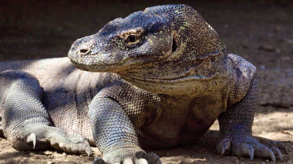 Around a third of the approximately 12,000 known reptile species are found on islands, including the Komodo dragon. (archive picture)