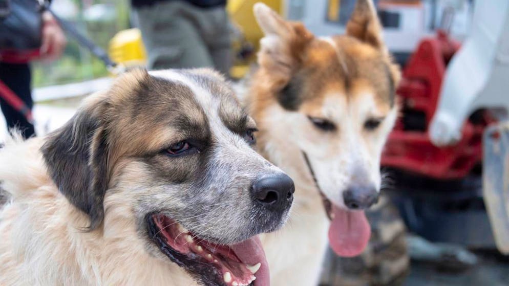 I cani hanno dovuto essere soppressi perché le loro condizioni erano troppo cattive. (Immagine simbolica)