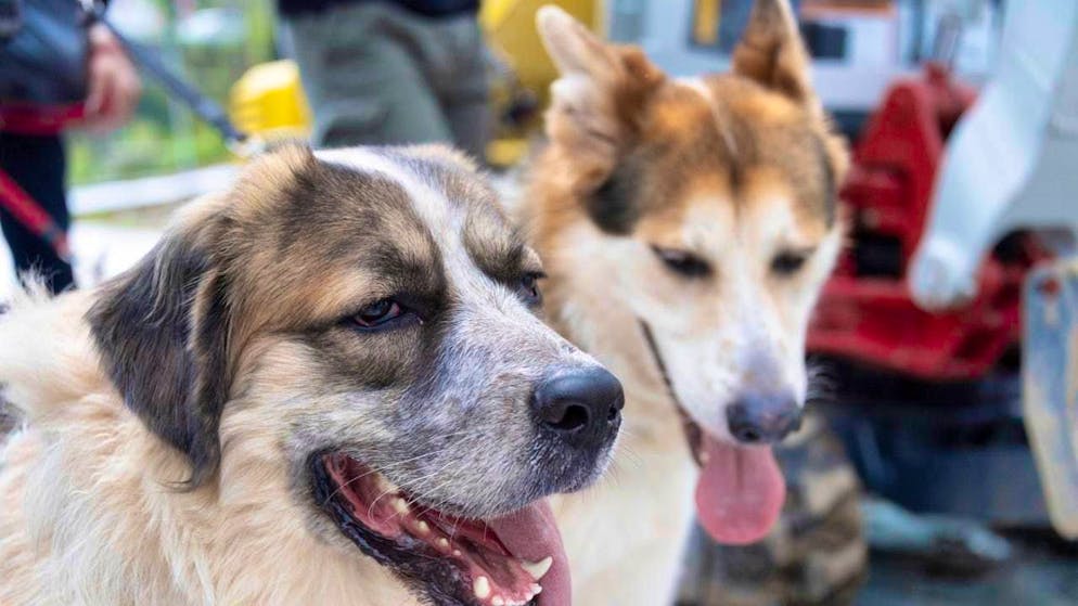 The Solothurn Veterinary Service euthanized over a hundred dogs in the course of clearing a farmyard. (symbolic image)