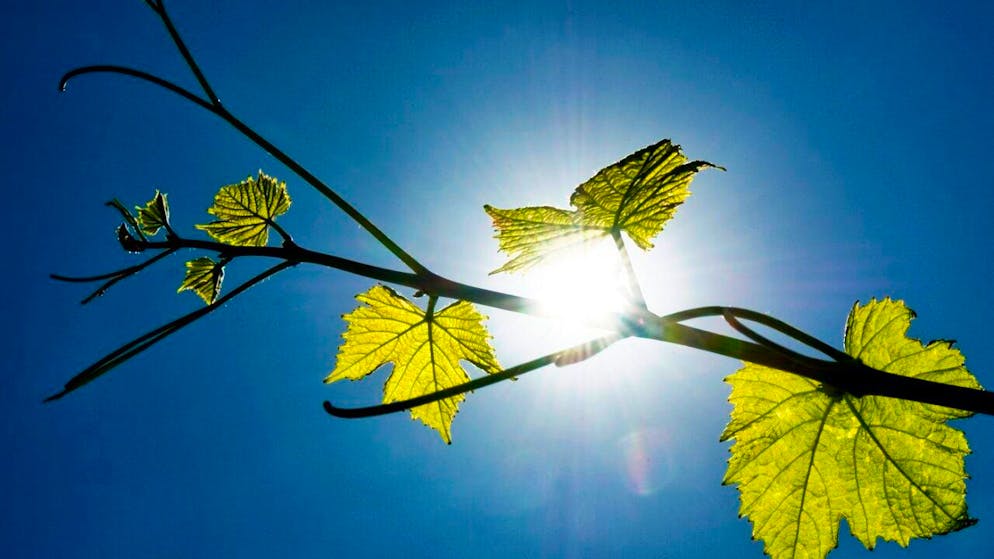 Oenologie. Salon des vins des Côtes de l'Orbe: 7e édition le week-end prochain