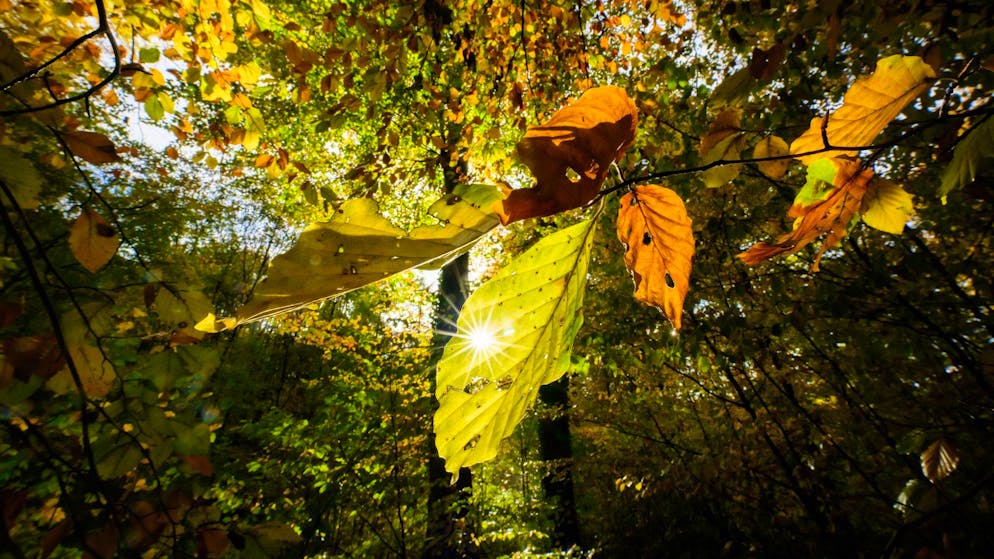 Weather ticker. 23.5 degrees in Delsberg - new November heat record in the Jura