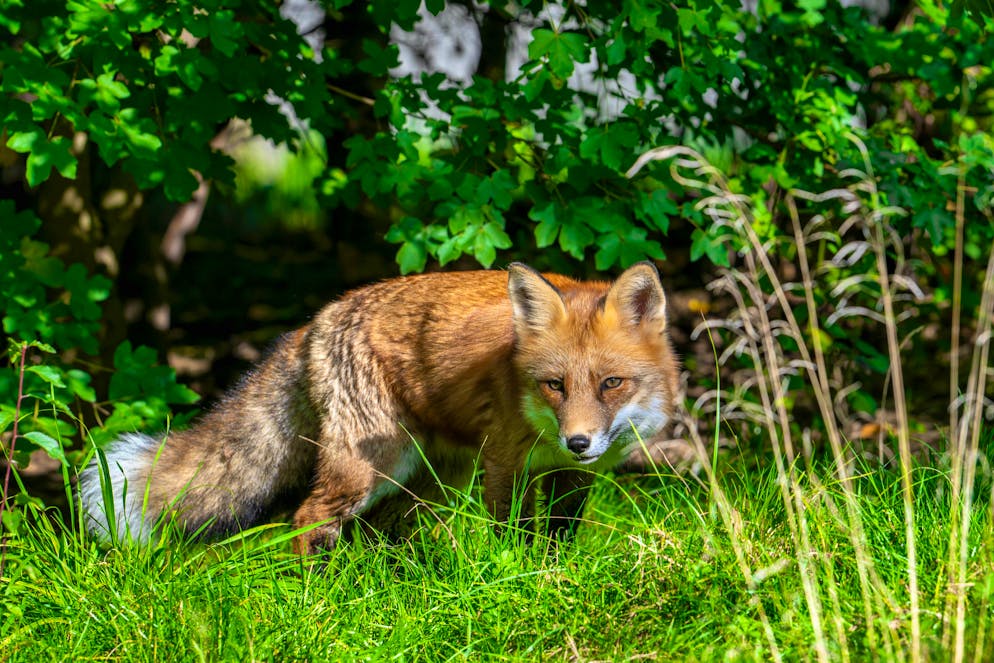 The farmer shot two foxes.