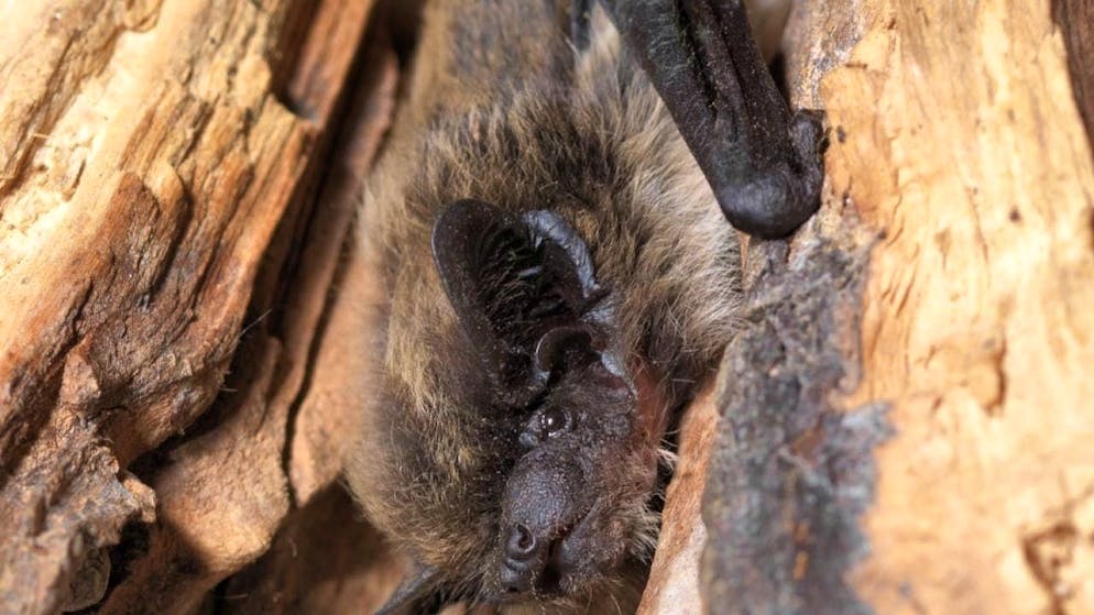 The alpine bat has been detected in Lucerne for the first time.