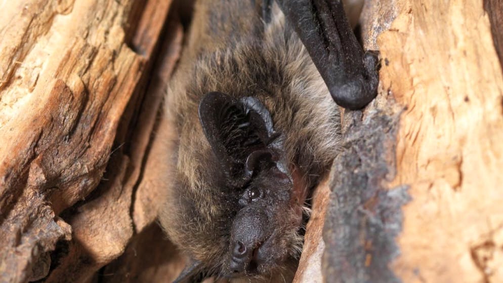Die Alpenfledermaus wurde in Luzern zum ersten Mal nachgewiesen.