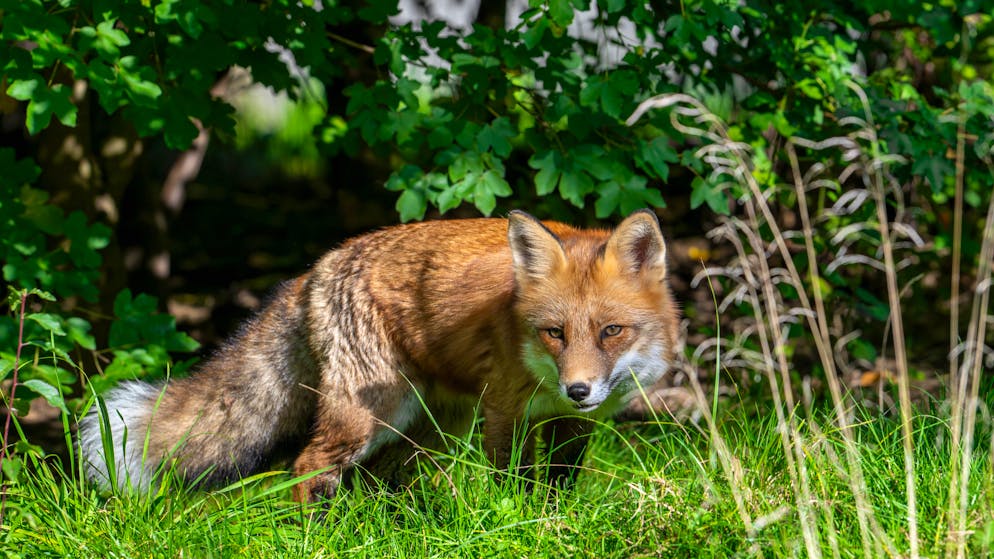 Unerlaubte Waffe verwendet. Bauer erschiesst zwei Füchse – Strafbefehl