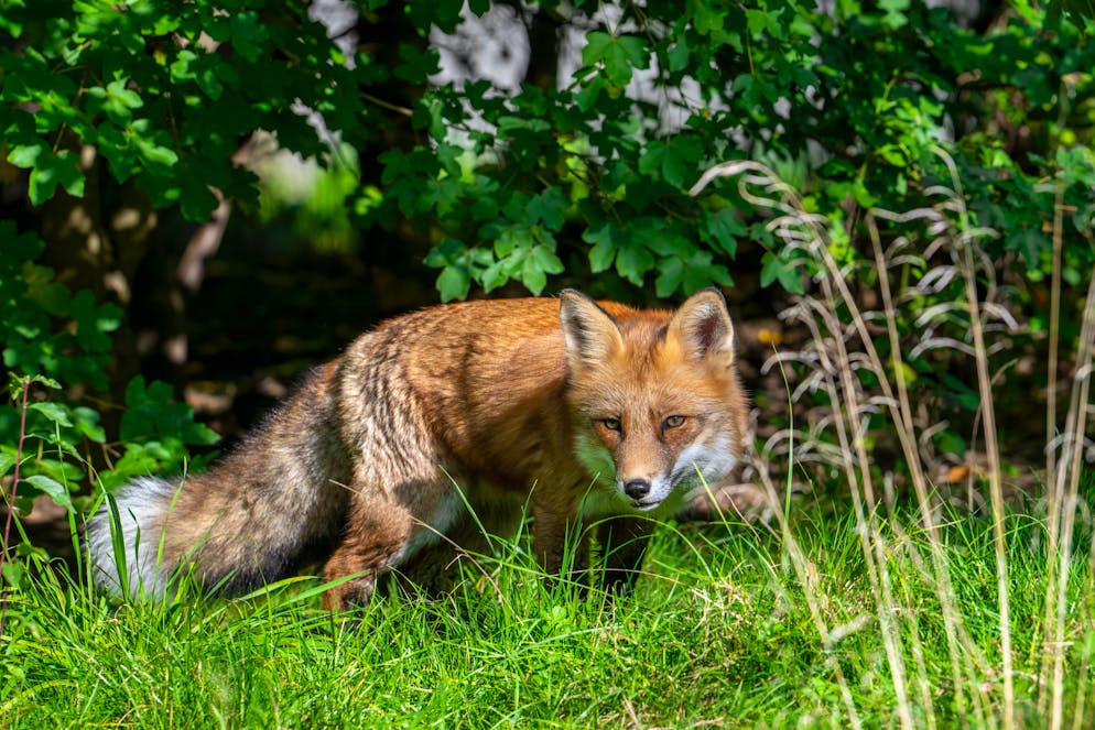 Der Landwirt hat zwei Füchse erschossen.