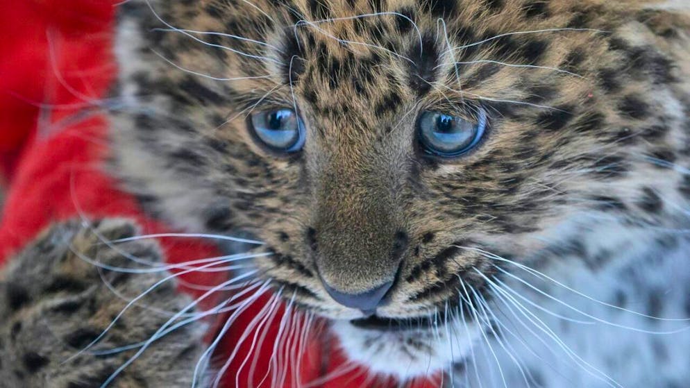 Überraschungsbesuch: Ein vierjähriger Leopard gelangte aufs Schweizer Botschaftsgelände im nepalesischen Kathmandu. (Themenbild)