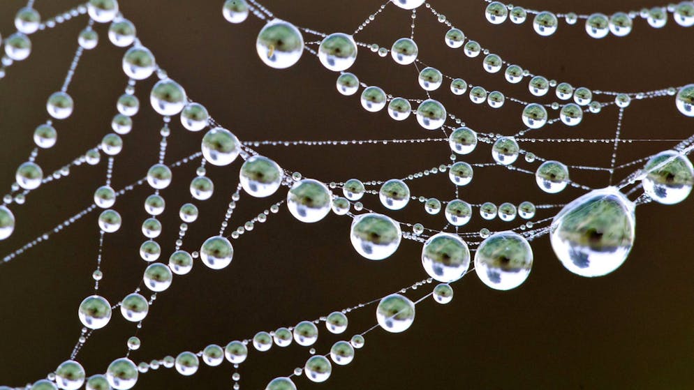 La città dei 111'000 ragni. Scoperta un'incredibile ragnatela di oltre 100 metri quadrati, ecco dove