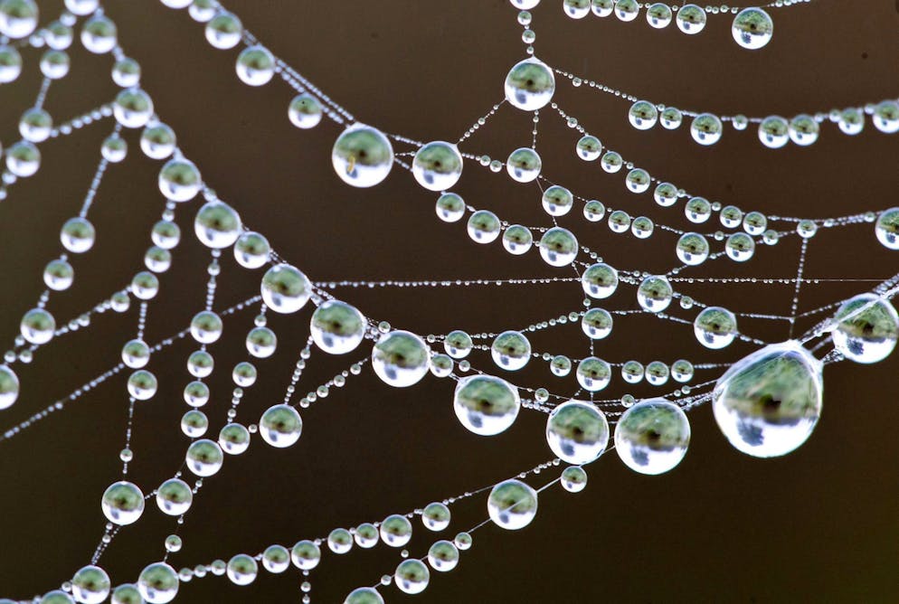 Una ragnatela gigante (immagine d'archivio).