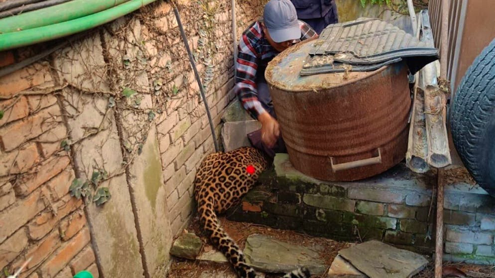 Il leopardo si era nascosto in un vicoletto all'interno del complesso dell'ambasciata svizzera.