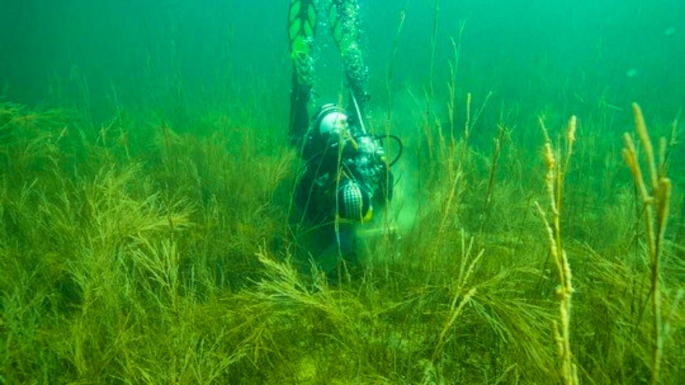 Researcher Almut Hanselmann discovered the plant, which had been missing for decades, back in January 2025