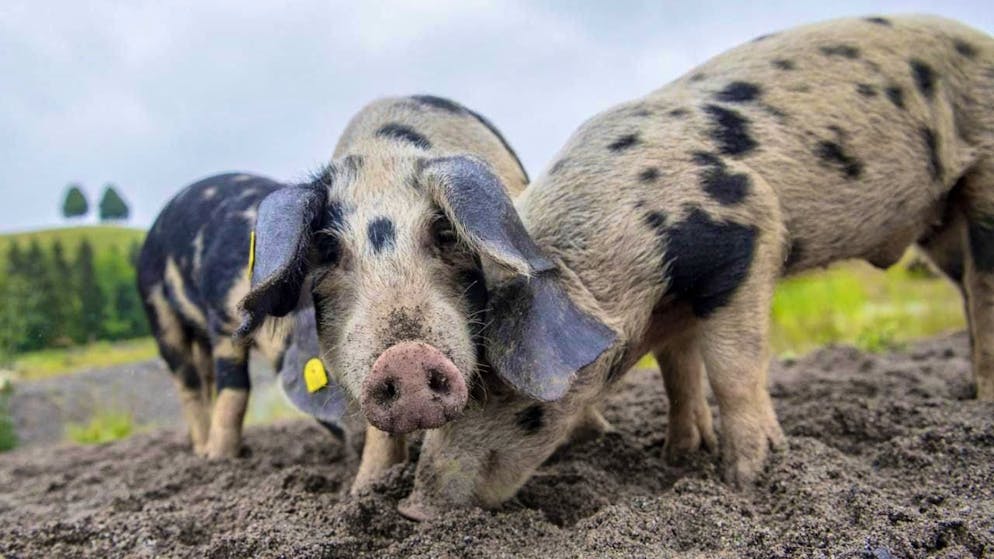 The use of antibiotics in pigs has decreased. (archive image)