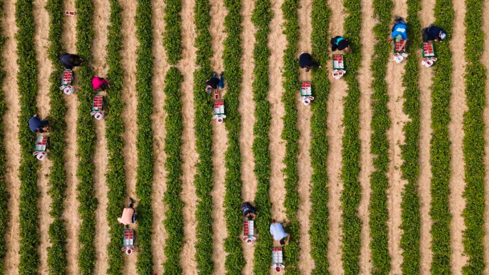 Erntehelfer pflücken auf einem Feld in Deutschland Erdbeeren. (Archivbild