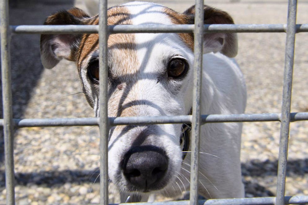 La découverte de 220 animaux maltraités à Ramiswil (SO) et l'euthanasie d'une centaine de chiens vont faire l'objet d'une enquête externe aux autorités cantonales soleuroises. La ministre en charge l'a annoncé mardi. La Protection suisse des animaux (PSA) exige la transparence du canton et davantage de personnel pour prévenir ce type de cas. (Image symbolique)