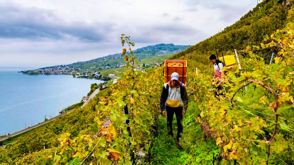Marché à l'équilibre. La production mondiale de vin attendue en 2025 se ressaisit