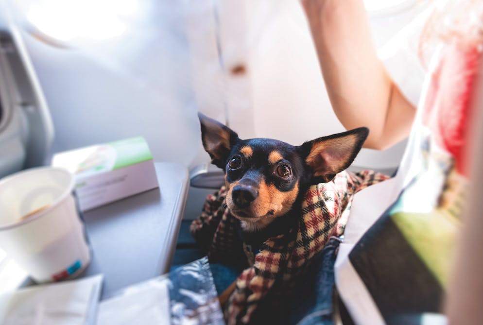 Die geheimen Codes der Flight Attendants. Auch Tiere werden von Zeit zu Zeit zu Reisenden. «AVI» ist ein Codewort für lebende Tiere im Frachtraum. Über diesen Umstand muss die Flugzeug-Crew informiert werden und bezeichnet die lebende Fracht schlicht als «animal vivant», in Kurzform: AVI.