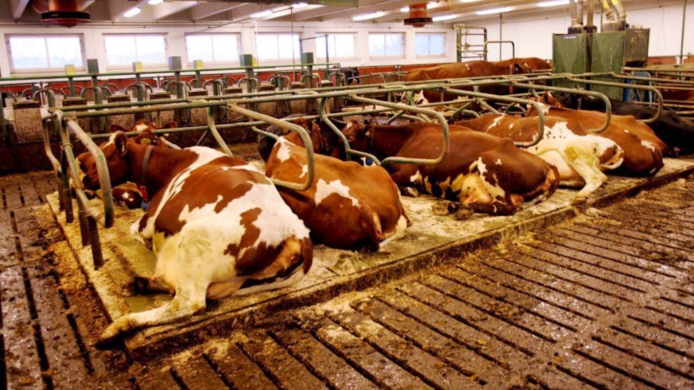 L'emploi de l'additif de DSM-Firmenich est depuis peu obligatoire au Danemark pour les troupeaux de plus de cinquante bovins. (archive)