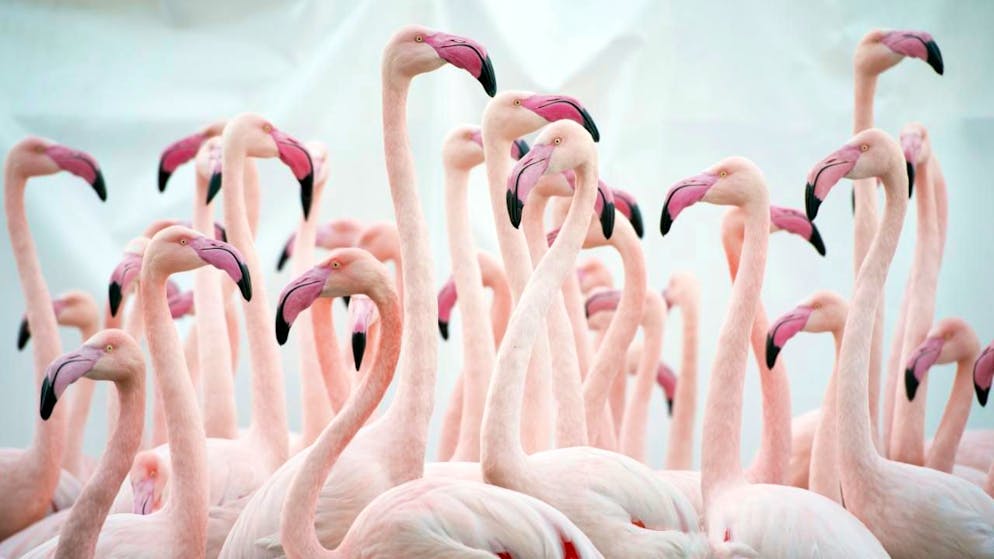 Cinq zoos suisses vaccinent leurs oiseaux contre la grippe aviaire dans le cadre d'une étude. Cela doit permettre d'éviter le placement en quarantaine de certaines espèces comme ce fut le cas en 2016 pour les flamants roses du parc zoologique de Berne (archives).