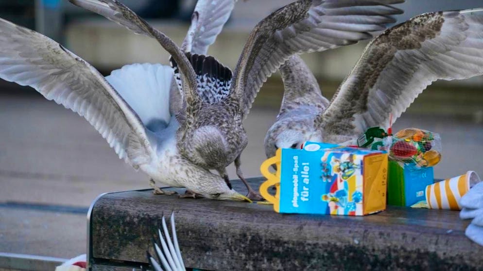 Seagulls can be pretty cheeky. No wonder, then, that scientists are studying how to drive them away. (archive picture)