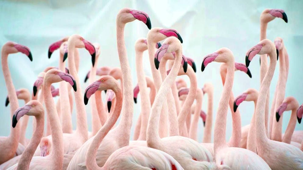 In 2016, the flamingos at Bern Zoo had to go into the glass house to avoid contracting bird flu. Now a large-scale trial is being carried out to test whether zoo birds can be vaccinated effectively and safely. (archive picture)