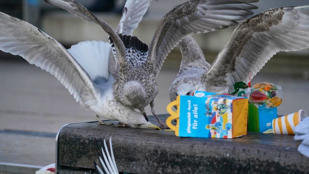 Animals. Biologists test methods for repelling seagulls