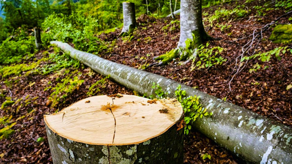 How should the forest be managed? Opinions are divided on this question in the Strättlingen civic community. (symbolic image)