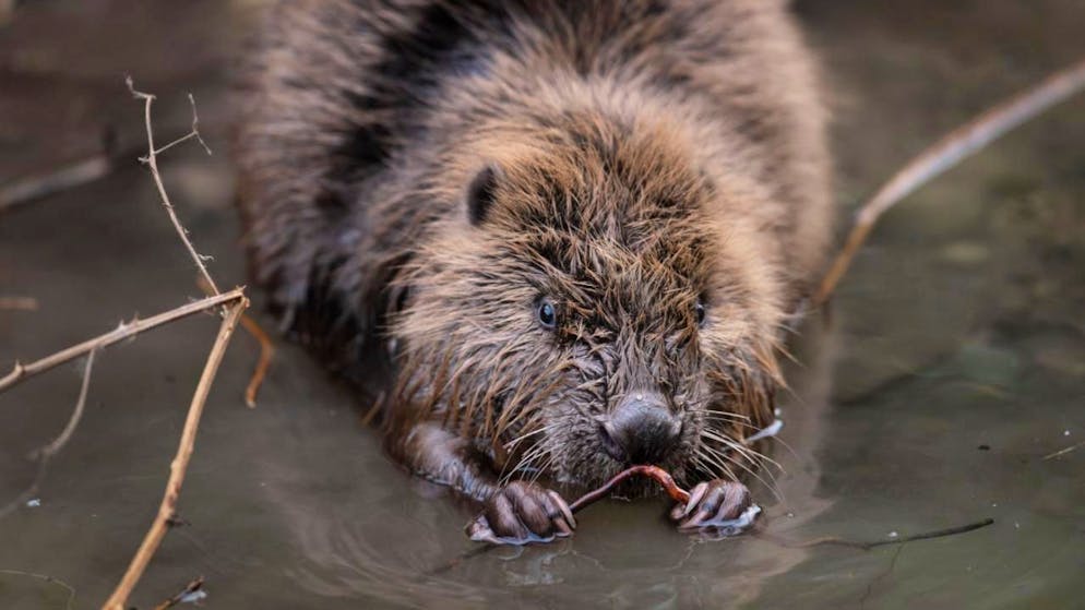 Die Bauten der Biber schaffen laut einer Studie wertvolle Lebensräume für Fledermäuse. (Archivbild)