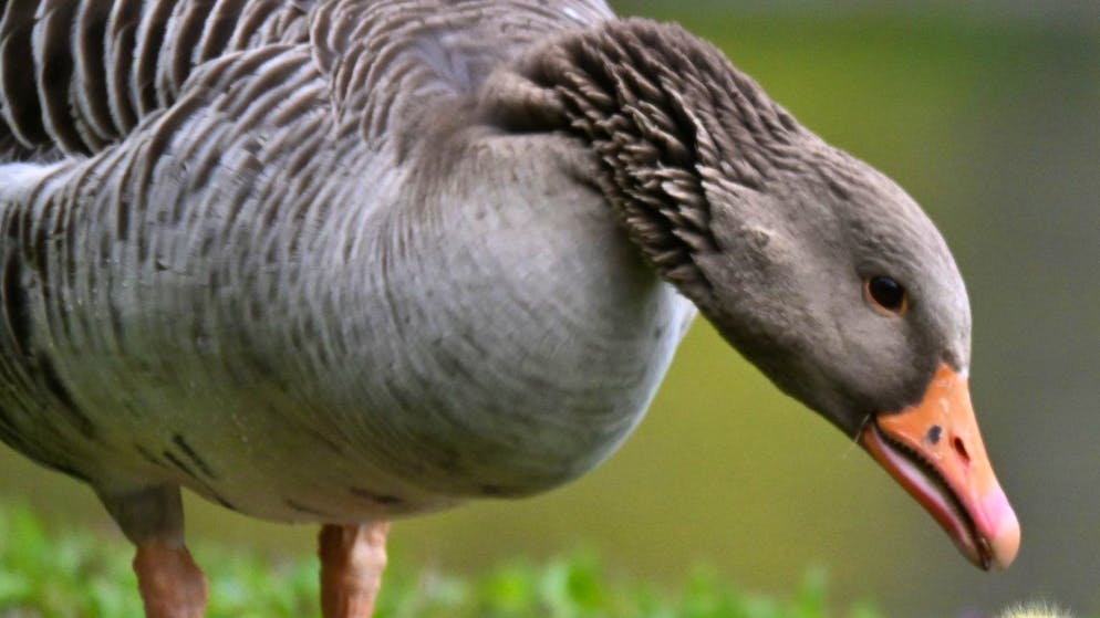 Un deuxième cas de grippe aviaire cette saison en Suisse a été constaté mercredi sur une oie cendrée à Männedorf (ZH), au bord du lac de Zurich. Conséquence, la Confédération renforce ses mesures de protection. (Photo symbolique)