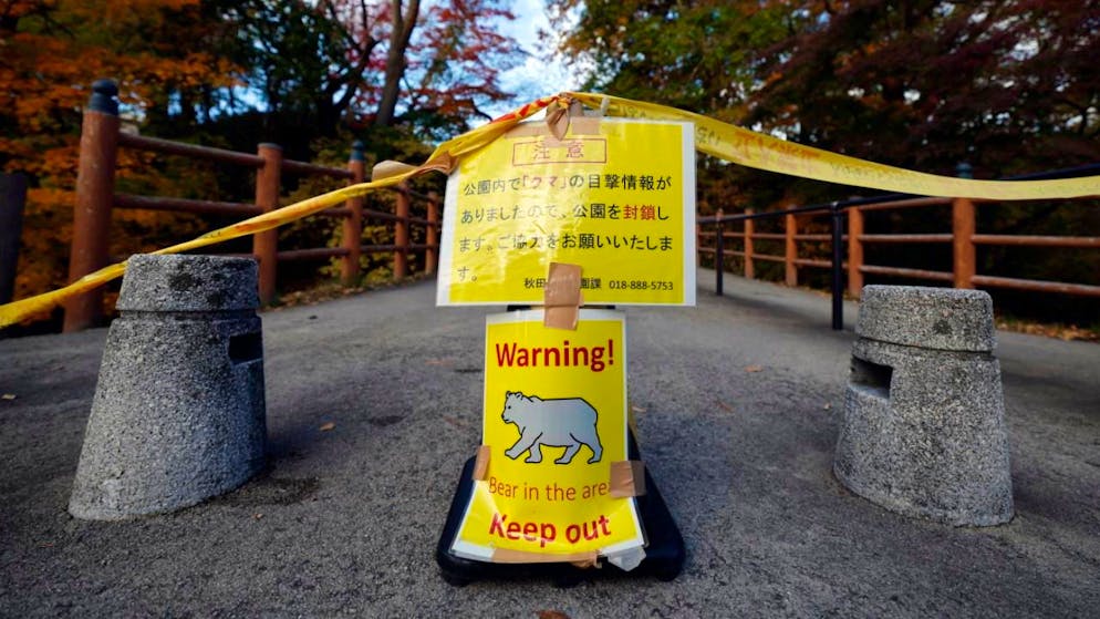 Des mises en garde ont été émises contre la présence d'ours dans certaines zones du Japon (image d'illustration).