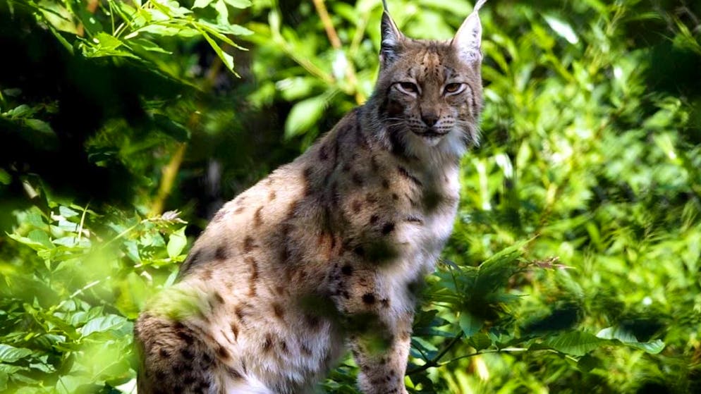 Animali. Abbattuta una lince a Neuchâtel, era gravemente malata
