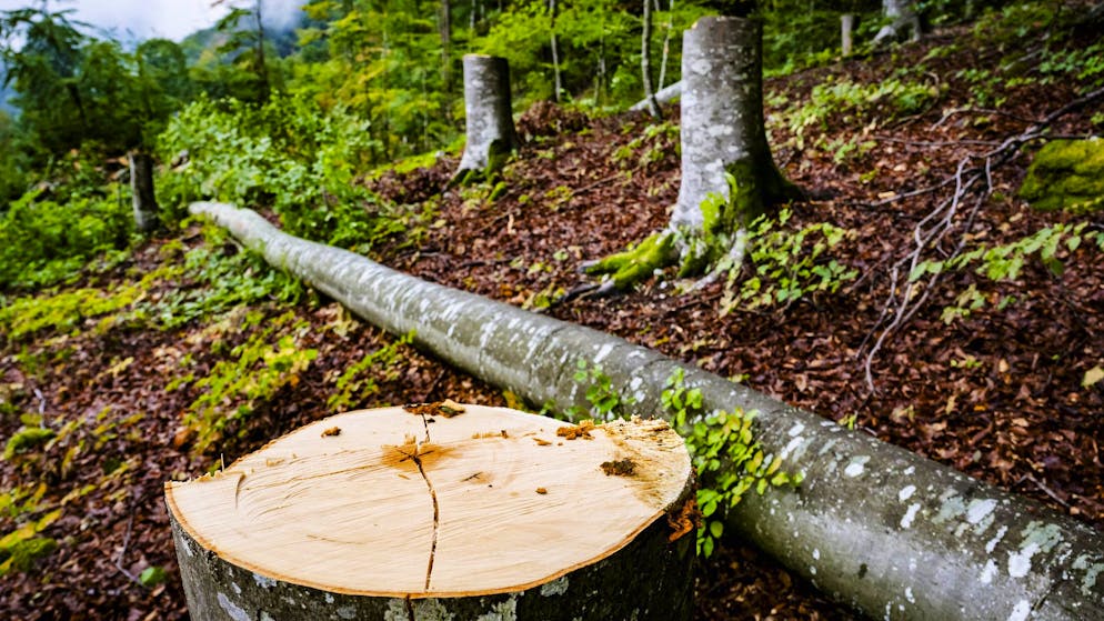 Streit um Wegrecht eskaliert. Im Thuner Strättligwald wird neu mit schweren Felsbrocken gekämpft