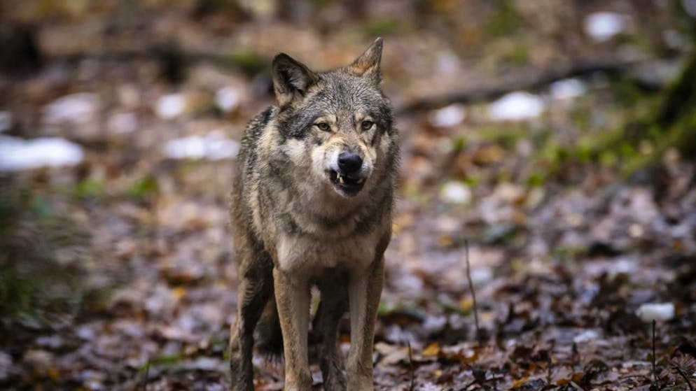 I branchi di lupi Muchetta e Sinestra hanno mostrato dei «comportamenti indesiderati», avvicinandosi a centri abitati e uccidendo numerosi animali da reddito. Per questo il Canton Grigioni li vuole eliminare completamente (foto d'archivio).