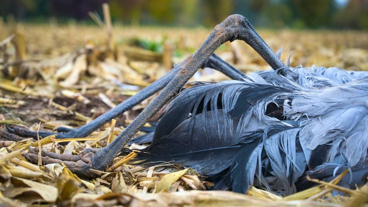 Landwirtschaft/Agrar. Vogelgrippe bei Graugans im Kanton Zürich nachgewiesen