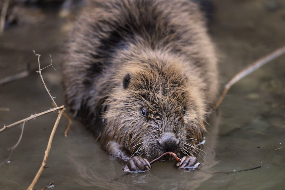 Les résultats montrent que les chauves-souris s'épanouissent mieux dans des lieux où les castors habitent.