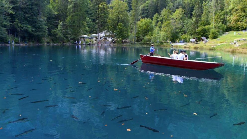 Berna. Nel Blausee 25 tonnellate di trote da abbattere per un virus