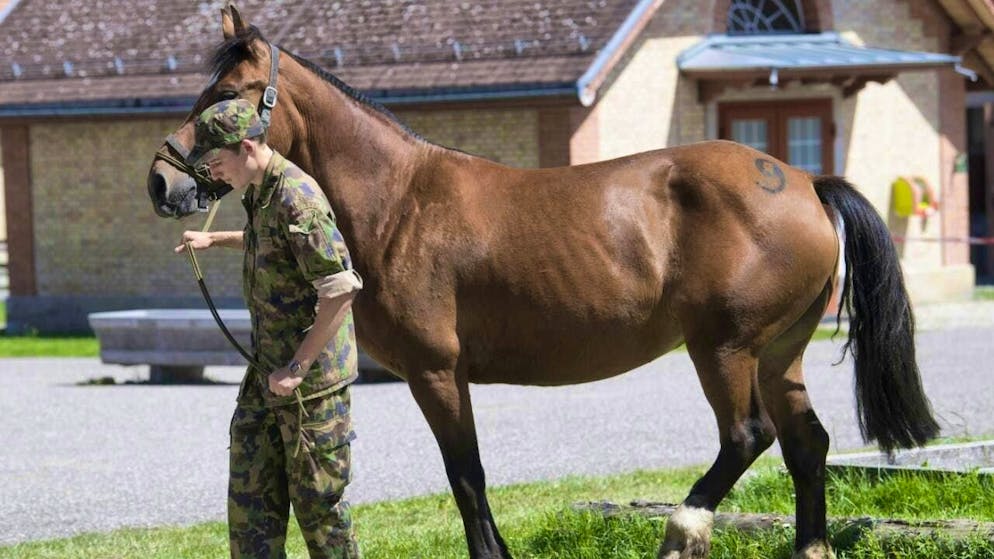According to the authorities, most of the horses confiscated in the Ramiswil SO animal welfare case are now in the stables of the army in Bern. The canton of Solothurn confiscated 43 horses. (archive picture)