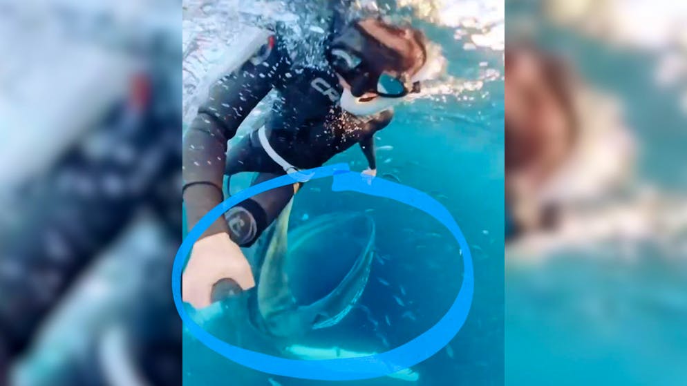 Spektakuläres Video. Blauwal schnappt hinter Taucherin zu