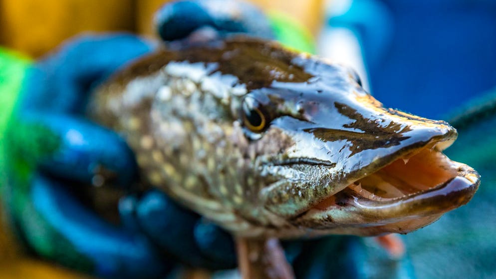 Überhöhte PFAS-Werte. Mit Chemie belastet – Verkaufsstopp für zwei Schweizer Fischarten