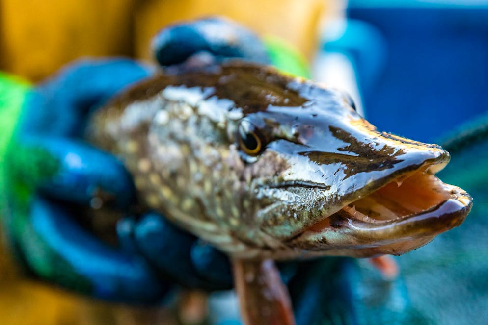 Hechte dürfen genauso nicht mehr verkauft werden wie Egli. 