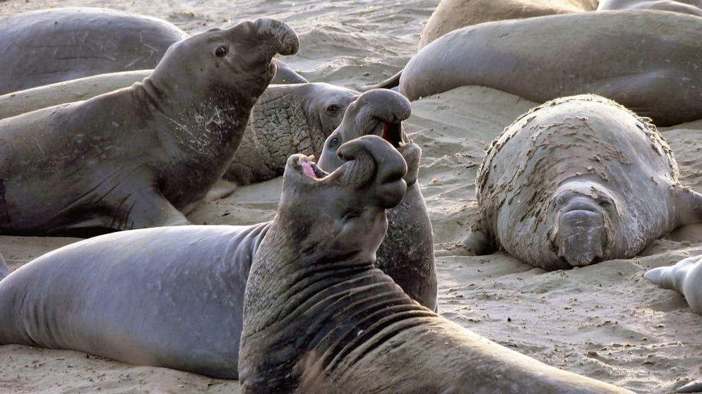 Massentod unter Robben. Seeelefanten im Südatlantik sterben an Vogelgrippe